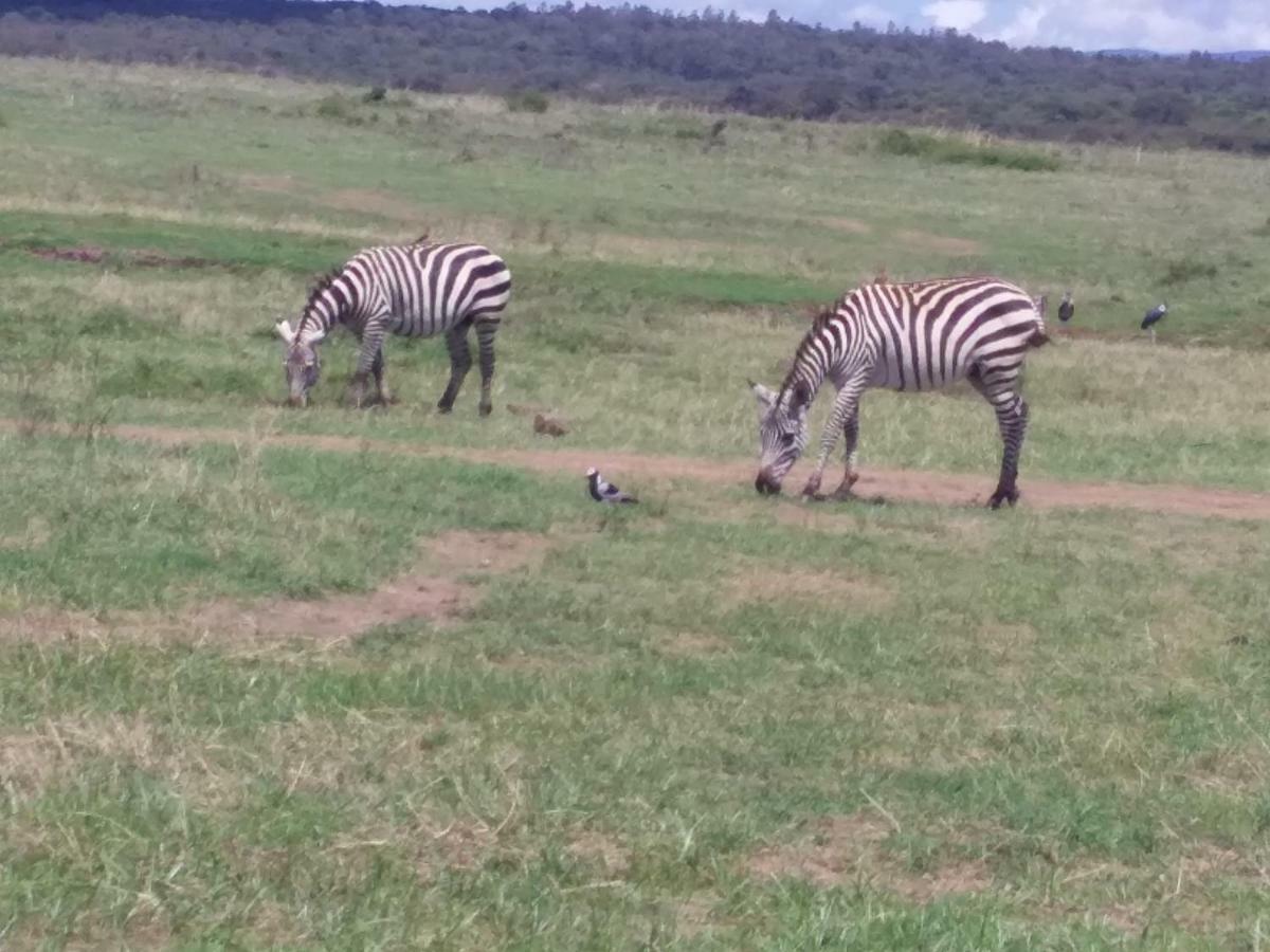 Ann Airport Home And Tour Nairobi Bagian luar foto